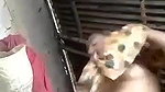 Bangla naked village girl first time viral show