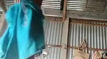 village girl naked pussy showing viral fsi bloh