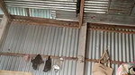 village girl naked pussy showing viral fsi bloh