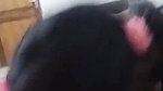 Big boob GF tasting dick of lover first time