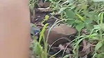 cheating wife outdoor sex with padosan viral video