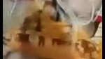 Bangladeshi college girl boobs show to lover