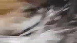 desi big boobs aunty riding dick of lover