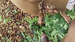 Indian outdoor porn girl fucking in jungle