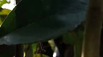desi randi group sex with local guys viral outdoor