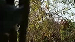 desi randi group sex with local guys viral outdoor