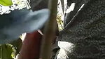 desi randi group sex with local guys viral outdoor