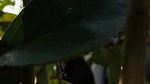 desi randi group sex with local guys viral outdoor