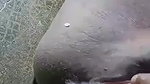 dirty talking bhabhi showing big boobs and pussy