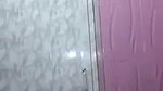 Bengali Boudi nude bath showing huge boobs