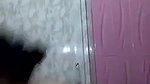 Bengali Boudi nude bath showing huge boobs