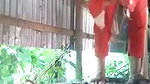 Bangla naked masturbation girl using cucumber