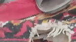 Pashto girl first time sex mms with boyfriend