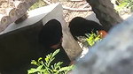 Punjabi girl outdoor sex viral hidden cam