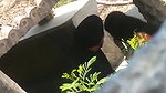 Punjabi girl outdoor sex viral hidden cam
