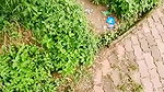 Miss Malaika Public place Nude Pussy Show Masturbation