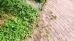 Miss Malaika Public place Nude Pussy Show Masturbation