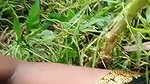 Desi mature sex aunty outdoor viral fucking clip