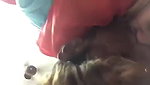 Bengali girl experiences blowjob for first time