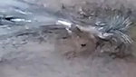 Desi Bhabhi Shows Big Boobs And Pussy Viral Clip