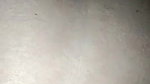 village bhabhi sex with neighbor viral xxx