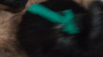 Punjabi girl sex with hairy boyfriend viral MMS