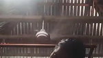 Bangla village girl pink pussy showing viral clip