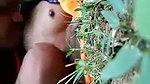 Desi Dehati girl fucked in jungle by her boyfriend