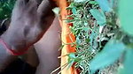 Desi Dehati girl fucked in jungle by her boyfriend