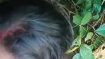 Desi Bhabhi Giving Blowjob Outdoors MMS