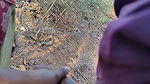 Desi aunty outdoor village