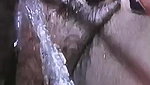 naughty Bhabhi pissing sitting on comode