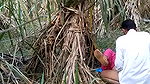 Indian village bhabhi outdoor fucking scandal