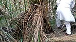 Indian village bhabhi outdoor fucking scandal
