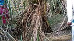 Indian village bhabhi outdoor fucking scandal