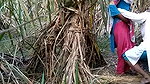 Indian village bhabhi outdoor fucking scandal