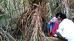 Indian village bhabhi outdoor fucking scandal