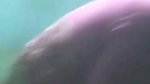 Bhabhi incest sex with devar homemade video