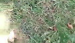 Tribal Desi wife fucked outdoors