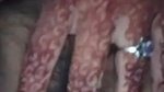 very beautiful chubby Desi girl fingering