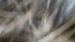 booby Pakistani girl eating cum of BF