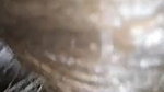 booby Pakistani girl eating cum of BF