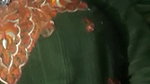 home sex clip of Desi booby Bhabhi