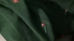big boobs Bhabhi naked pussy show