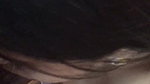 Bangladeshi girl sucking black dick of BF