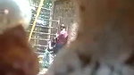 desparate Indian girl caught giving blowjob outdoors on cam