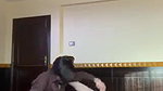 Pakistani wife illicit sex with friend of hubby