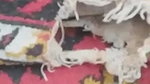 Pakistani wife illicit sex with Devar on cam