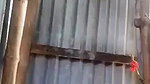 Bhabhi Big hanging Boobs bathing 7541097
