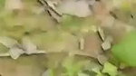Indian girl fuck in the middle of the jungle
